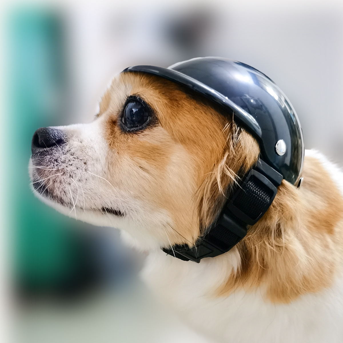 thumbnail image 2 of Casco para mascotas, gorra de seguridad para perros, casco de bicicleta para gatos, casco universal de plástico ajustable para motocicleta para perros pequeños, gatos (negro, S), 2 of 5