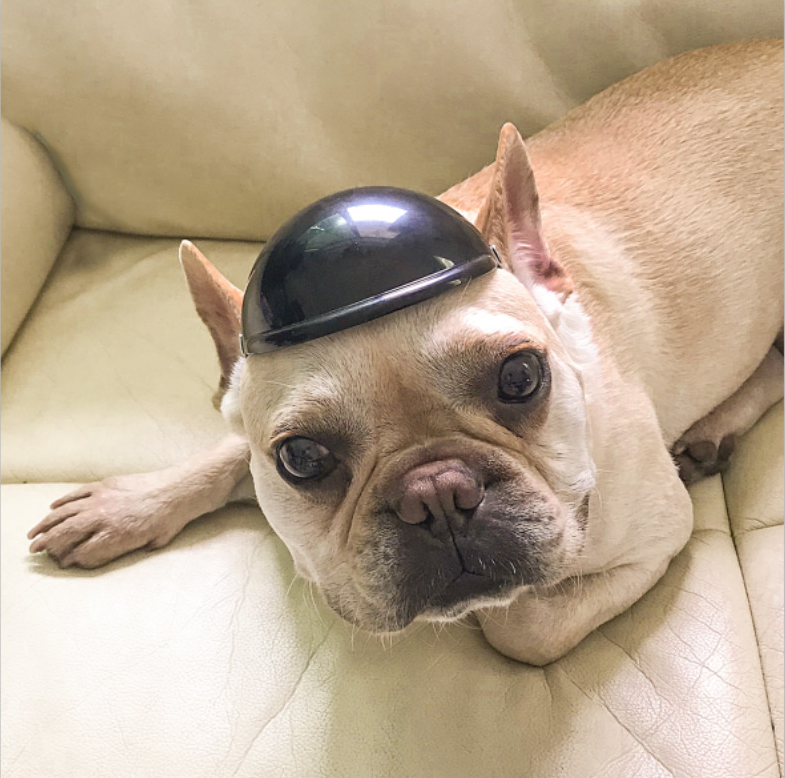 thumbnail image 4 of Casco para mascotas, gorra de seguridad para perros, casco de bicicleta para gatos, casco universal de plástico ajustable para motocicleta para perros pequeños, gatos (negro, S), 4 of 5