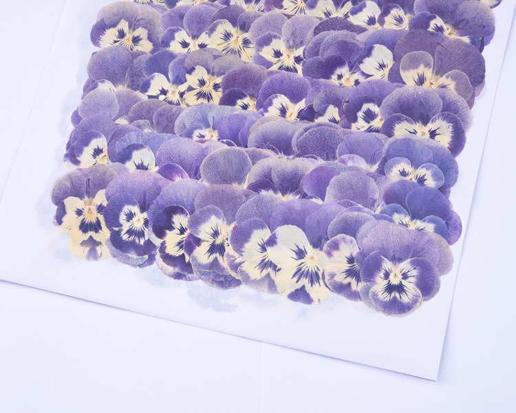 thumbnail image 3 of Varias flores secas son hojas secas prensadas DIY flores secas prensadas reales-marcapáginas manuales, 3 of 5