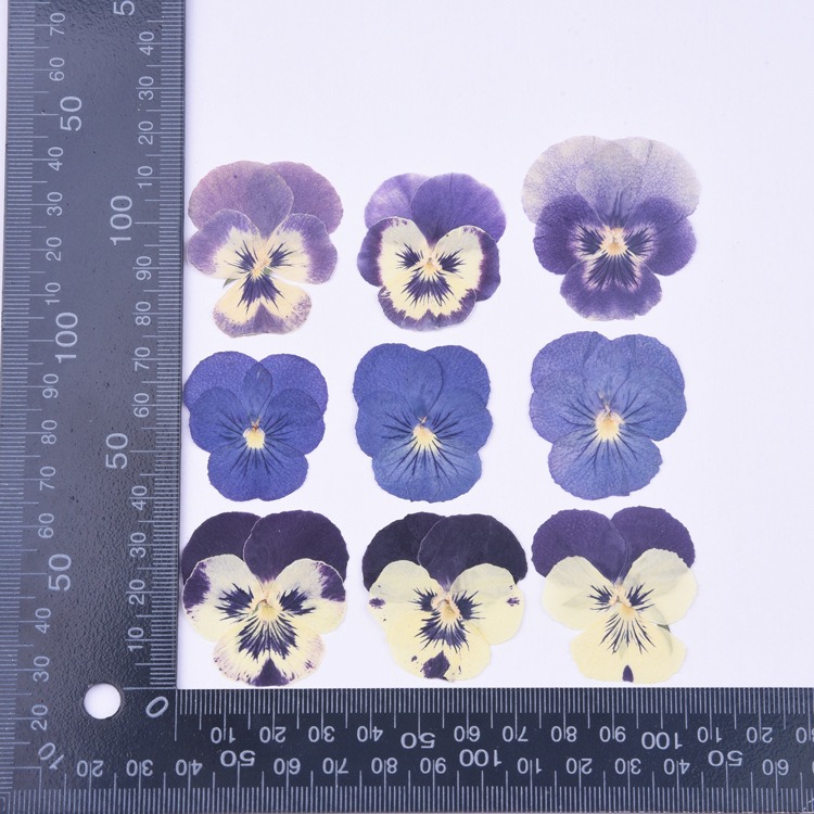 thumbnail image 4 of Varias flores secas son hojas secas prensadas DIY flores secas prensadas reales-marcapáginas manuales, 4 of 5