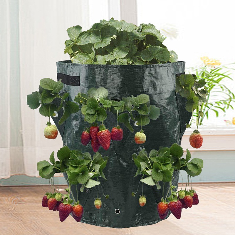 thumbnail image 5 of Bolsa de fresas - Bolsa de plantación para fresas - X2, 5 of 5