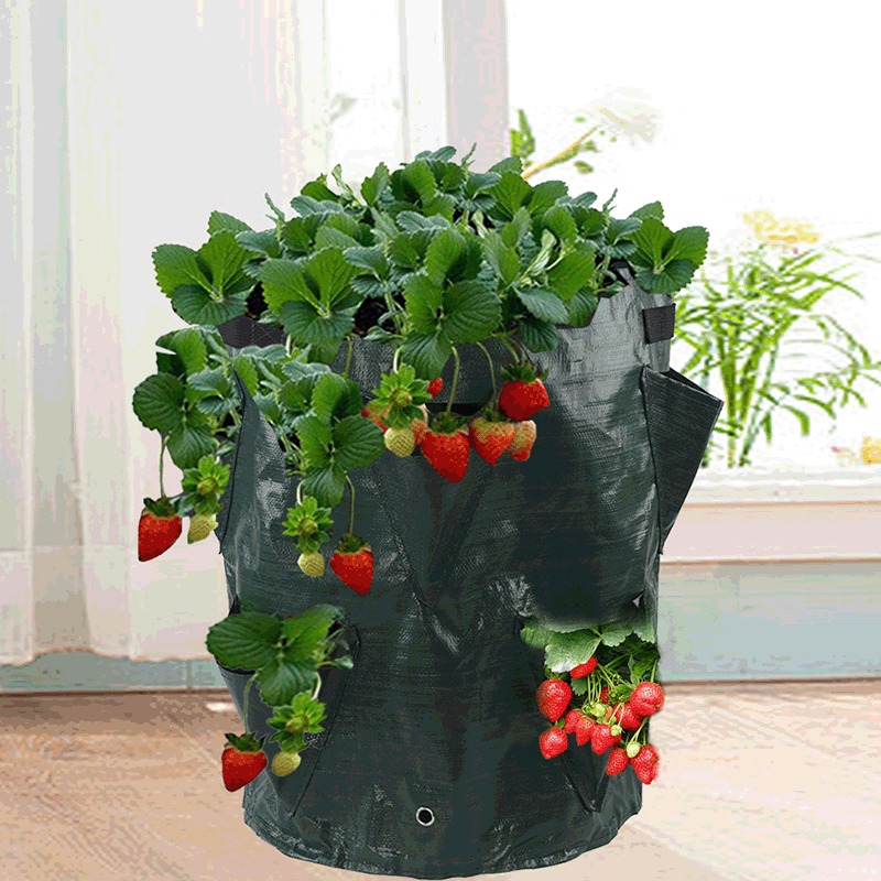 thumbnail image 2 of Bolsa de fresas - Bolsa de plantación para fresas - X2, 2 of 5