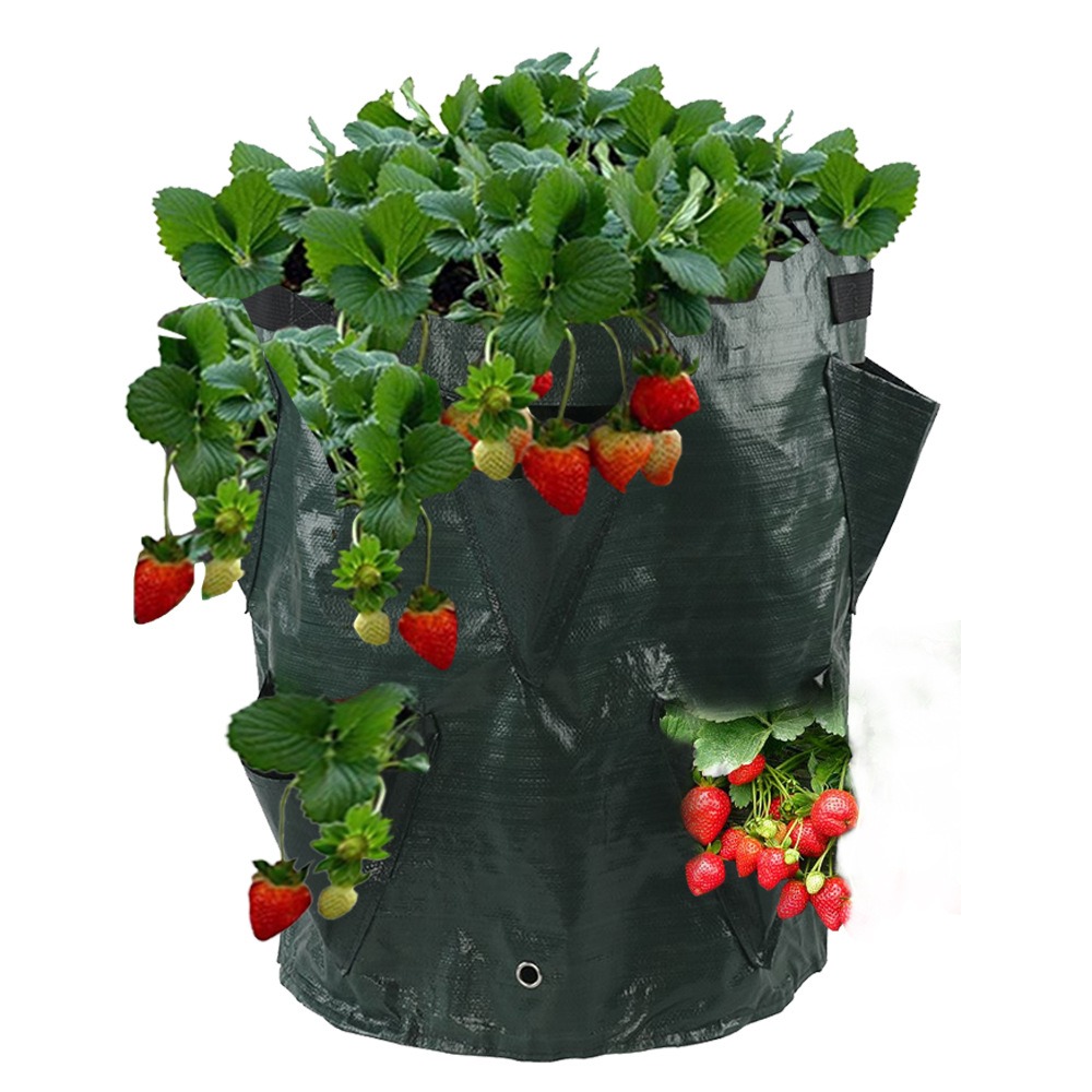 thumbnail image 1 of Bolsa de fresas - Bolsa de plantación para fresas - X2, 1 of 5