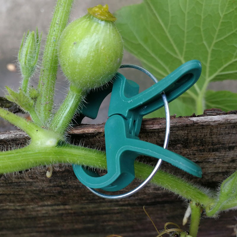 thumbnail image 4 of Clips para Fijar Plantas YONGSHENG 40 Clips Verdes Grandes y Pequeños, 4 of 5