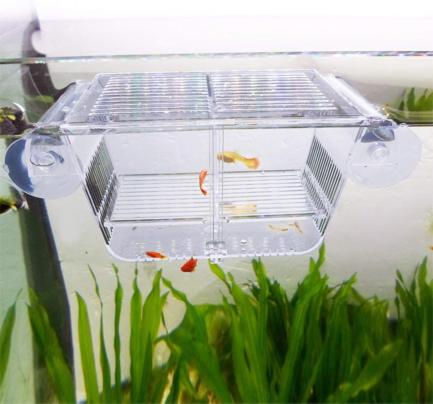 Caja de cría de peces acrílica YONGSHENG con ventosas para acuario criadero de peces tamaño pequeño (M)